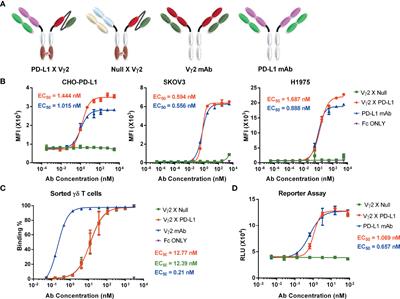 Vγ2 x PD-L1, a Bispecific Antibody Targeting Both the Vγ2 TCR and PD-L1, Improves the Anti-Tumor Response of Vγ2Vδ2 T Cell